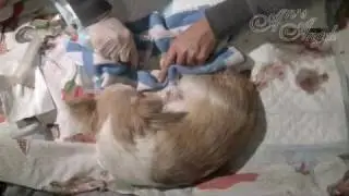 Bevalling van 5 Chihuahua's - Dotty giving birth - An's Angels