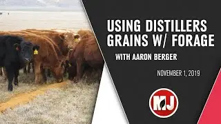 Using Distillers Grains with Forage | Aaron Berger | November 1, 2019