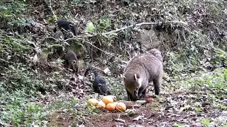 Quati Alimentando Filhotes 