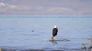 Stock Video - Bald Eagle looking around while on a branch in shallow water