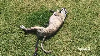 Rolling in the grass after a walk - Roscoe the whippet