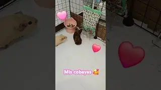 remodelandole la jaula a mi cobaya milk y choco :) #cute #cobaya #cobayas #guineapigs #guineapig