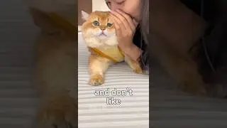 Why Cats Like/Hate You #facts