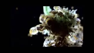 Fern Spore Dispersal