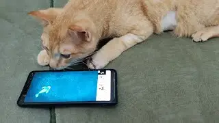 Cats reaction to fish game for cats (Samah Ibrahim)