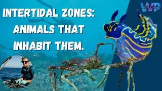 intertidal Zones & The Creatures That Inhabit It.