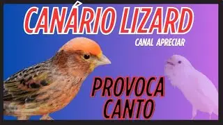 PROVOQUE O CANTO DO SEU CANÁRIO COM ESSE VÍDEO 
