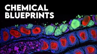 How Do Cells Communicate to Build Complex Organisms?