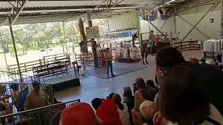Farm Show at Caversham Park | Sheep dog herding, The Shearing & lamb feeding | Perth Australia #farm