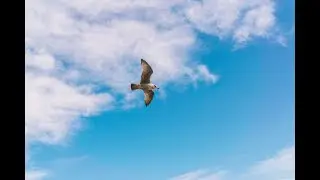 🚁 My First Drone Flying | Castle Classiebawn | Atlantic Ocean, Sligo, Ireland | 4K DJI Mini 3 Pro