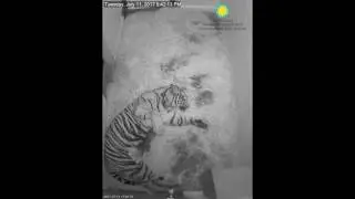 Sumatran tiger Cub Born July 11, 2017