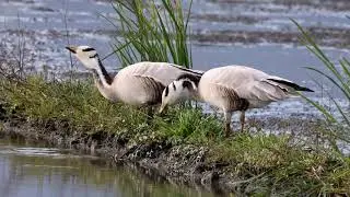 斑頭雁 Bar- headed Goose
