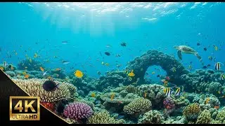 🌅 Deep Sea Aquarium 4K &ndash; Tranquil Fish Swimming & Soothing Background Music