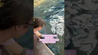 Florida Mini Vlog (April 2025): Seaworld for the first time! 🐠 #floridavlog #seaworldorlando