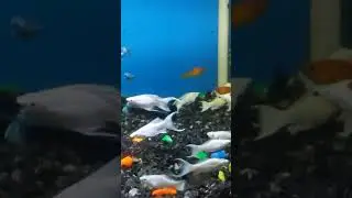 Daimond moon tail molly #fish #fishing #mollyfish