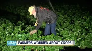 Farmers in Florida worried about crops as freeze warnings impact Tampa Bay Area