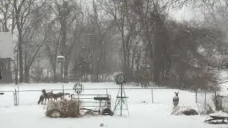 Dear Jumping Backyard Fence In The Snow!!!!!