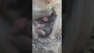 Love ❤️ #monkey #animals #monkey #monkeymemes #monkeysr #monkeysr #cute #monkeycartoon #funnymonkey