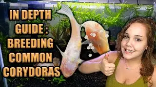 How to Breed Corydoras Catfish!