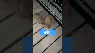 Igel &ndash; Der stachelige Einzelg&auml;nger mit Sabberproblem