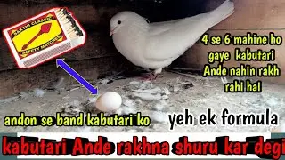 3 Se 4 Mahine Hogay He Madi Kabutari andon se band ho gai hai to video dekhne Jarur#Asifpigeontips