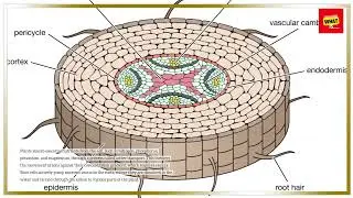 How Do Plants Absorb Water and Nutrients from the Soil