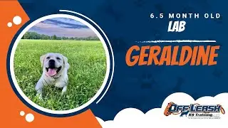 Lab Training Roanoke | Roanoke Dog Training Video