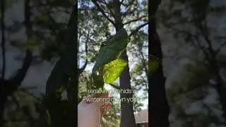 Aphid Infestation!