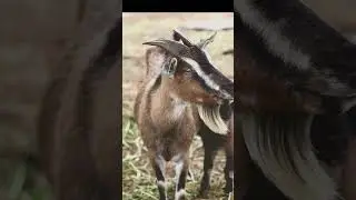 The Goat&rsquo;s Crazy Superpower! 🐐 A Fearless Climber!