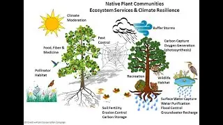 ECOLOGY   Plant community studies.