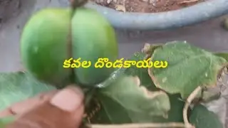 # ధొండకాయలు హర్వస్ట్ చామంతి మెరిన్ కలర్ వచ్చింది