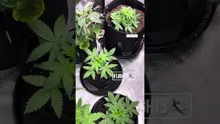 Upper Echelon. A Galaxy of Stars Ep. 10 The Flowering Guava Auto / Gorilla Zittles / + More!￼