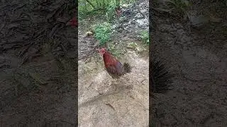 McLean Claret 3X winner #games #rooster #roosterfarm #gamefowl #viral #video #trend