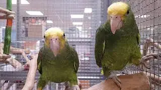 | Perroquet | Amazone &agrave; front jaune 