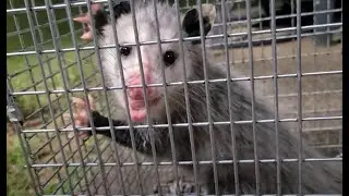 watch - cat trap set last night - caught a possum instead - YouTube entertainment video clip1