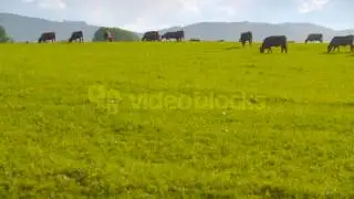 DEEP RED CATTLE COW GRAZING HBDM0FFP
