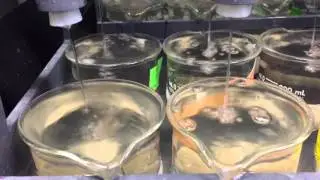 Beaker flush