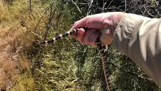 Longnosed Snake Released in Cave Creek