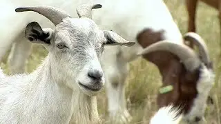 Goats on the loose, and a 100-year-old COVID-19 survivor gets a special visit | Bright Side