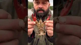 Biggest crawfish I&rsquo;ve ever caught.               #Crawfish Hunter.