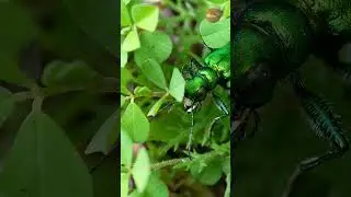 Tiger beetle locked and loaded! 💚💥
