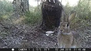 Trailcam at Bosworth Reserve, Banjup, Western Australia (December 2020)