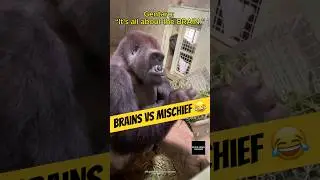 Gentaro & Kintaro: Brains vs Mischief!