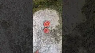 Beautiful Millipede Red Color  #millipede #shortsvideo #trending #shorts