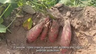 1. Planning and variety selection for rice cultivation