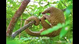 10 amazing facts about Wildlife and Biodiversity Conservation(school purposes).