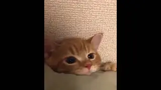 cute cat gif