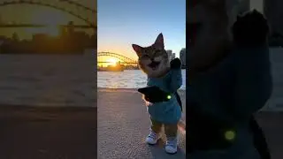 cat blogger #ai #cat #funny