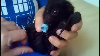 Baby flying-fox has a urine test:  this is Guinness