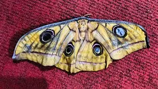 Birds Tasar Silk Moth Antheraea paphia, the South India small tussore,
